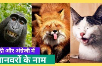 Animals Name in Hindi and English
